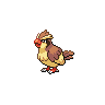 Pidgey